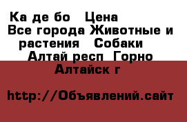 Ка де бо › Цена ­ 25 000 - Все города Животные и растения » Собаки   . Алтай респ.,Горно-Алтайск г.